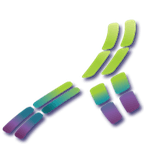 Interdisciplinary Autoimmune Summit (IAS)
